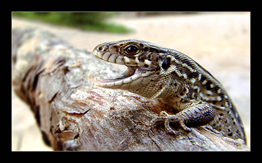 photo "The Matutinal song..." tags: nature, macro and close-up, wild animals