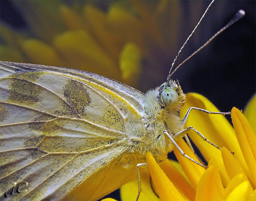 photo "***" tags: nature, macro and close-up, insect