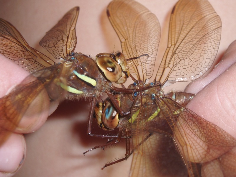 фото "Знакомство" метки: макро и крупный план, природа, насекомое