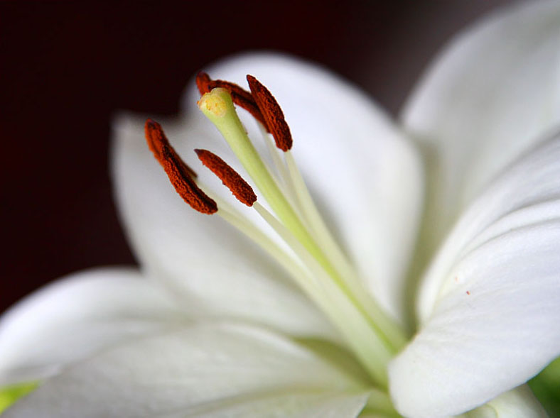 фото "Lily" метки: природа, макро и крупный план, цветы