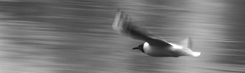 photo "In movement" tags: nature, 
