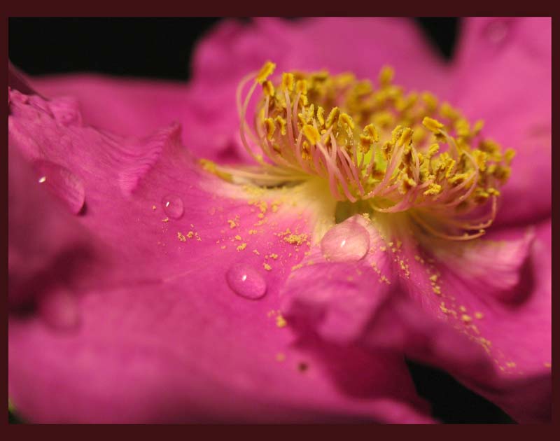 photo "Цветок шиповника" tags: , 