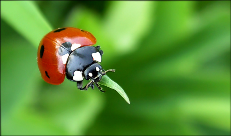 photo "***" tags: macro and close-up, nature, insect