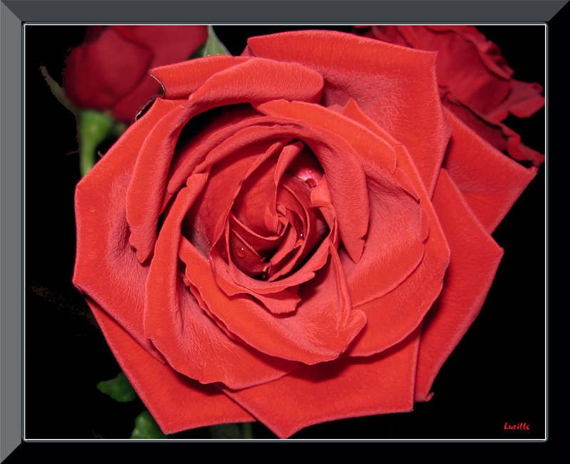 photo "***" tags: nature, flowers