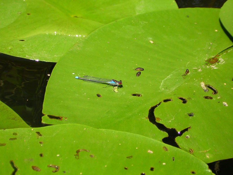 photo "***" tags: nature, insect