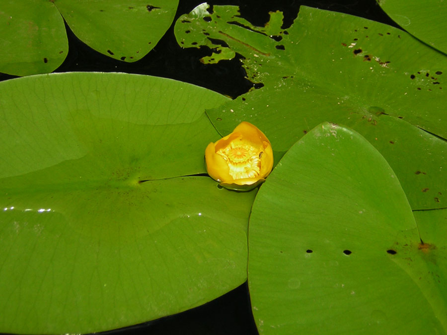 photo "water-lily" tags: nature, flowers
