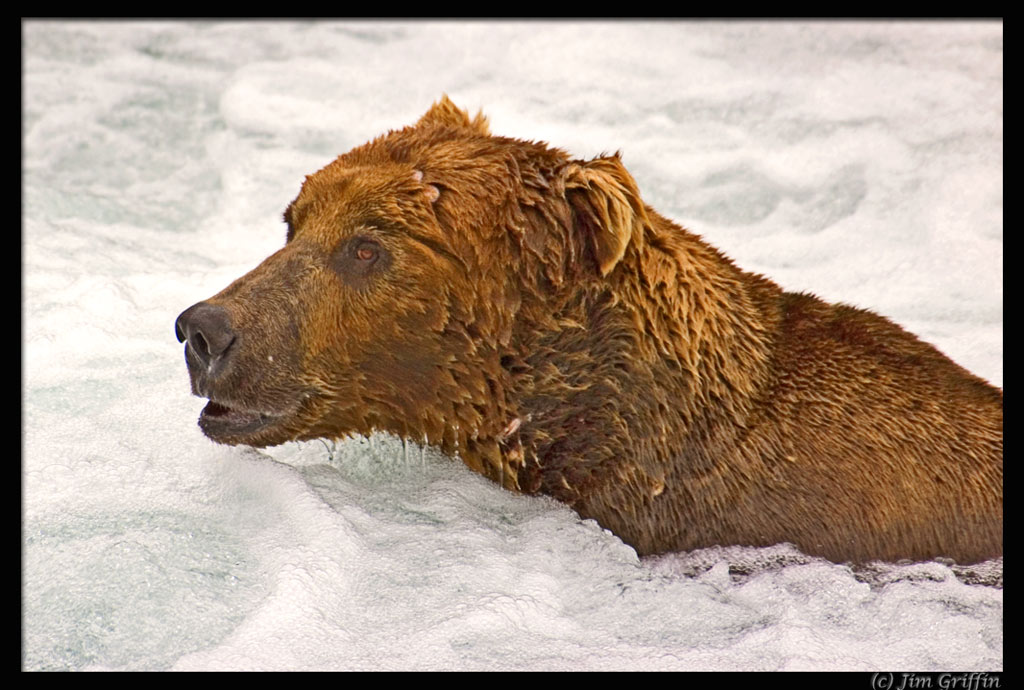 фото "Would you like to join me in my jacuzzi?" метки: природа, дикие животные