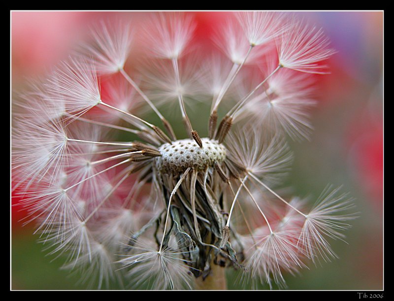 photo "***" tags: macro and close-up, nature, flowers