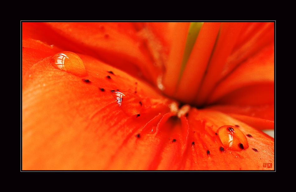 фото "***" метки: природа, макро и крупный план, 