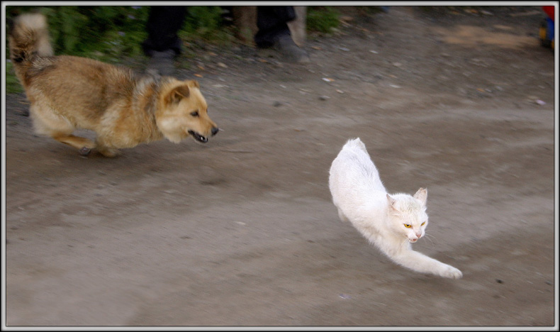 фото "***" метки: природа, юмор, 