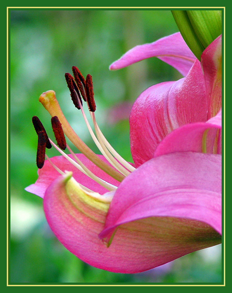 photo "***" tags: nature, macro and close-up, 