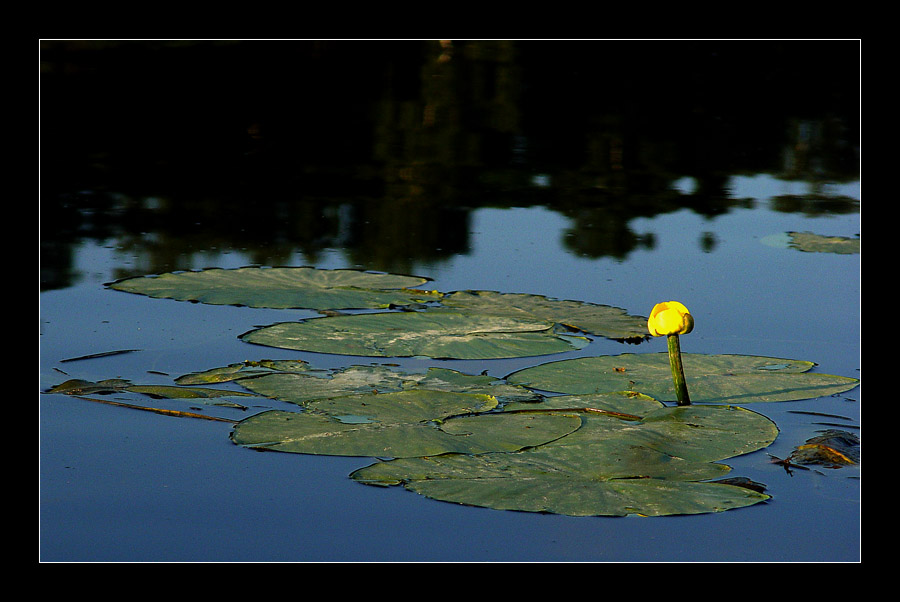 photo "***" tags: nature, 