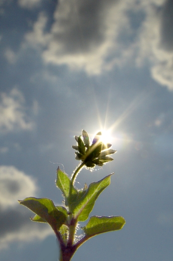 photo "***" tags: nature, macro and close-up, 