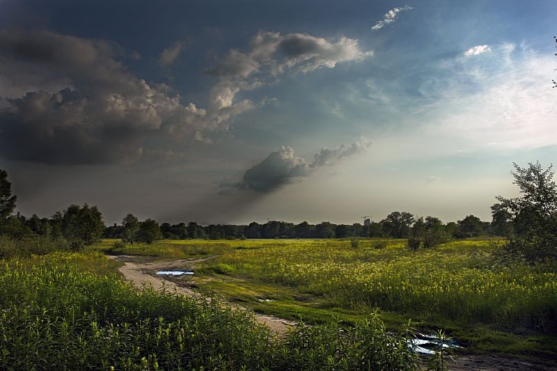 photo "Summer" tags: landscape, forest, summer