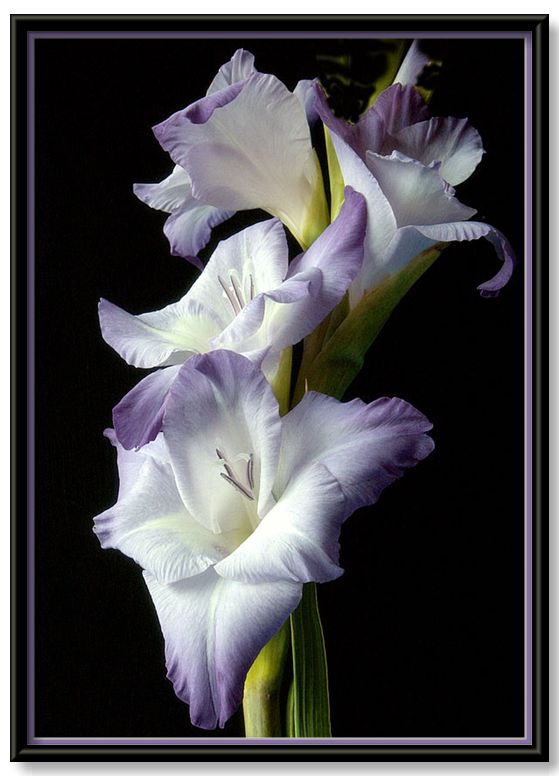 photo "lilac gladiolus" tags: nature, flowers