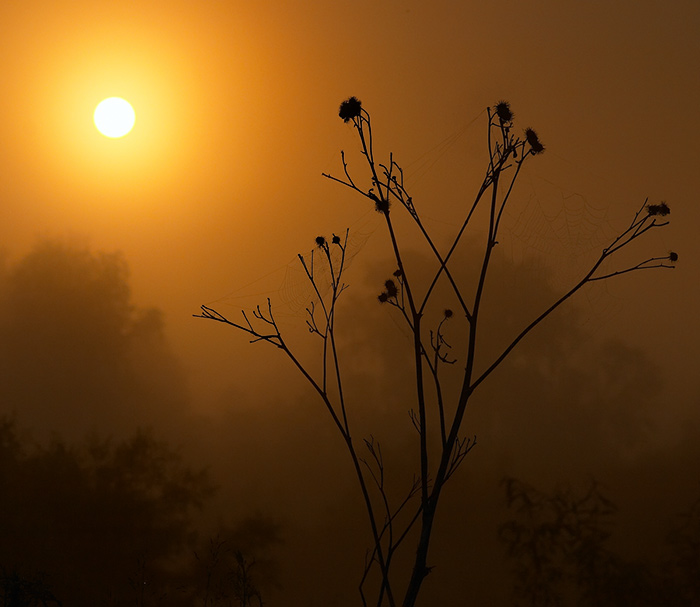 photo "Turnip" tags: landscape, forest, sunset