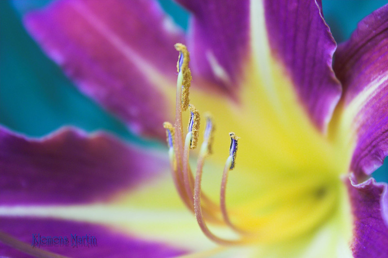 photo "unreal colours" tags: macro and close-up, misc., 