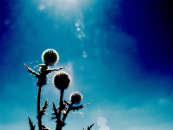 photo "***" tags: nature, flowers