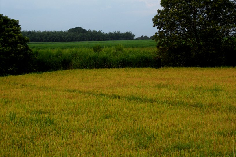 фото "Yellow field" метки: пейзаж, лето
