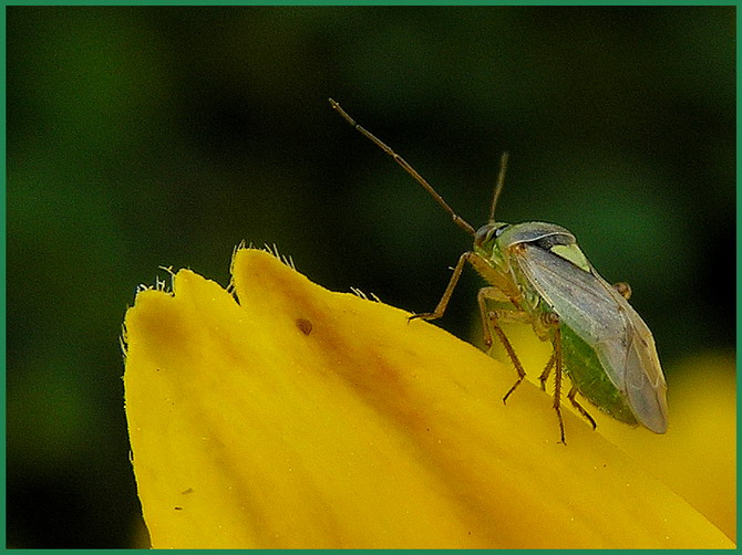photo "жучек" tags: nature, macro and close-up, insect