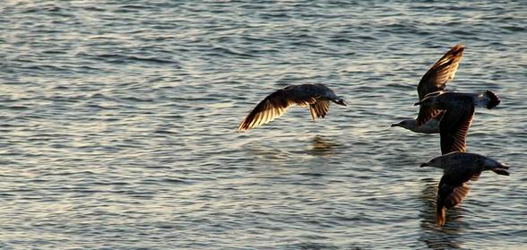 photo "..." tags: landscape, nature, water, wild animals