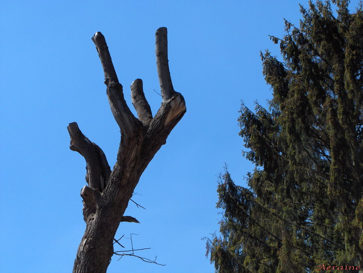 photo "Tree's hand" tags: landscape, nature, flowers, forest