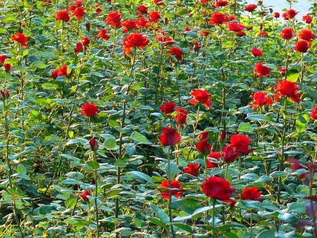 фото "Послеполуденные розы" метки: природа, цветы