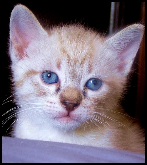 photo "Hello, my name is Tommy!!!" tags: nature, macro and close-up, pets/farm animals