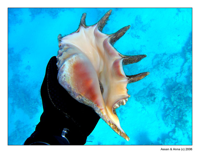 photo "Portrait of Sea Devil" tags: portrait, underwater, 