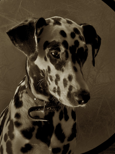 photo "The Dog with Reflector" tags: nature, black&white, pets/farm animals