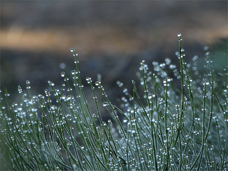 photo "'The dew'" tags: landscape, summer, water