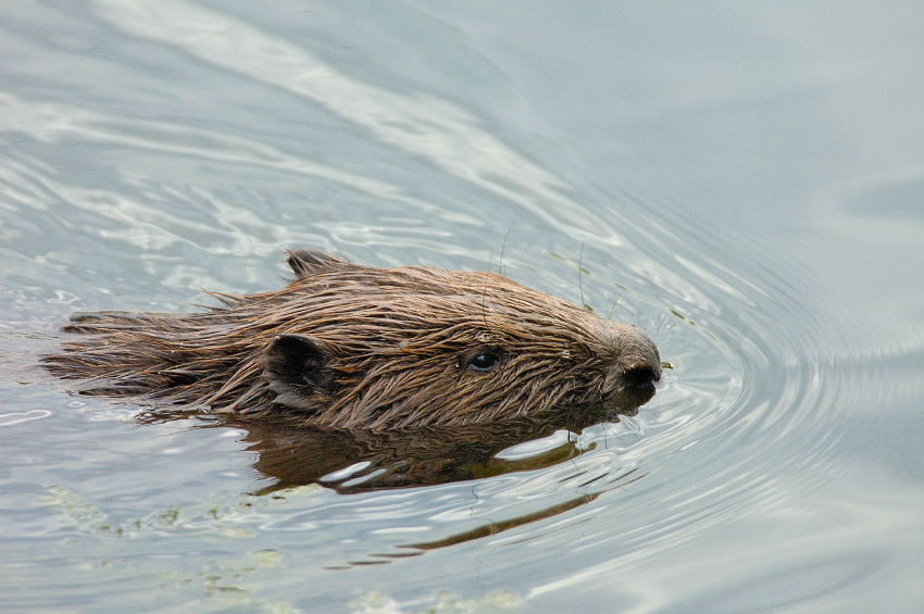 photo "Beaver" tags: nature, wild animals
