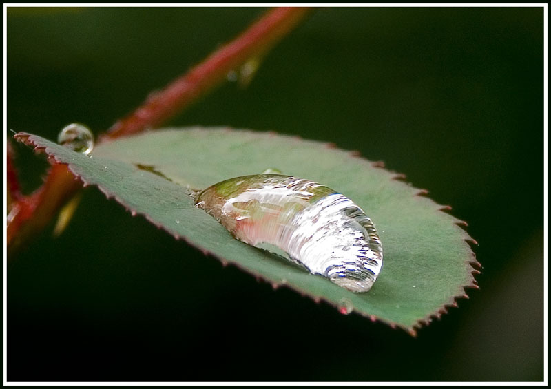 photo "***" tags: macro and close-up, nature, 