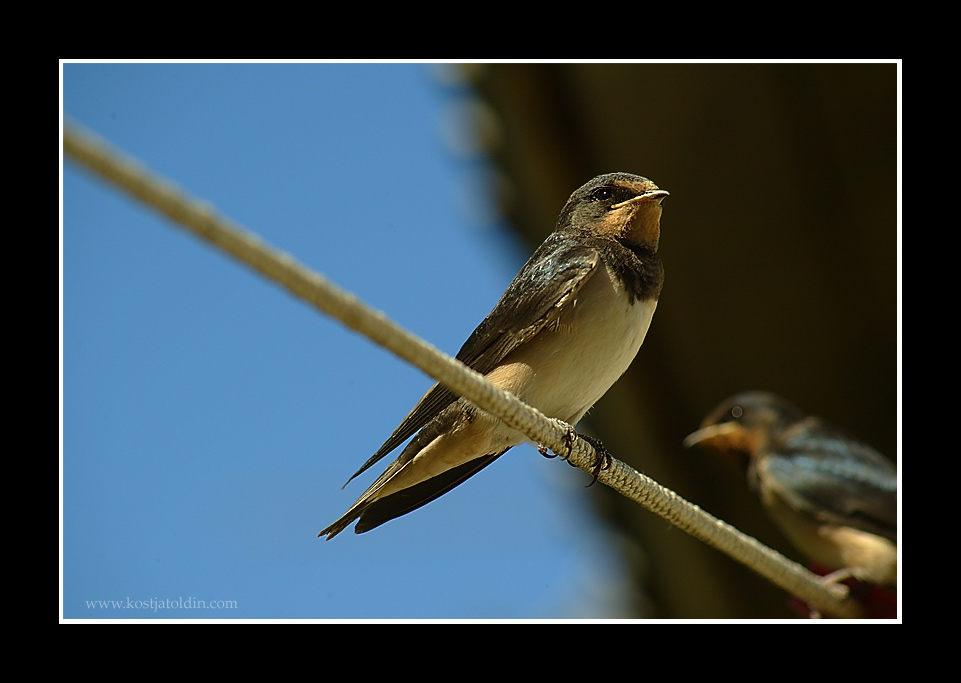 photo "..." tags: nature, wild animals