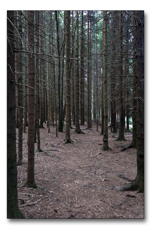 фото "Dead forest" метки: пейзаж, лес