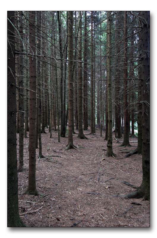 photo "Dead forest" tags: landscape, forest