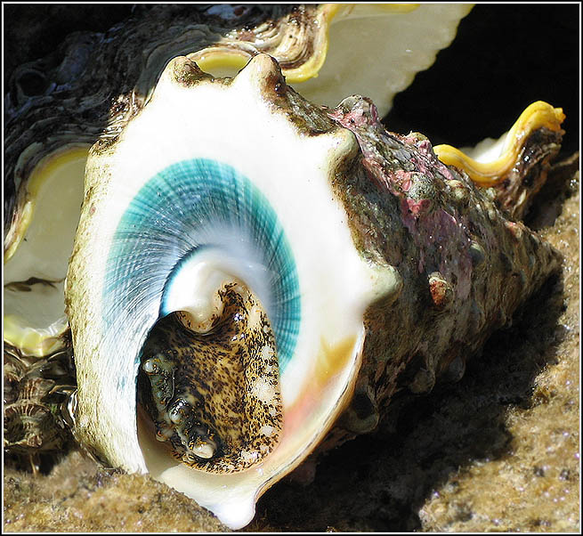 photo "***" tags: macro and close-up, underwater, 