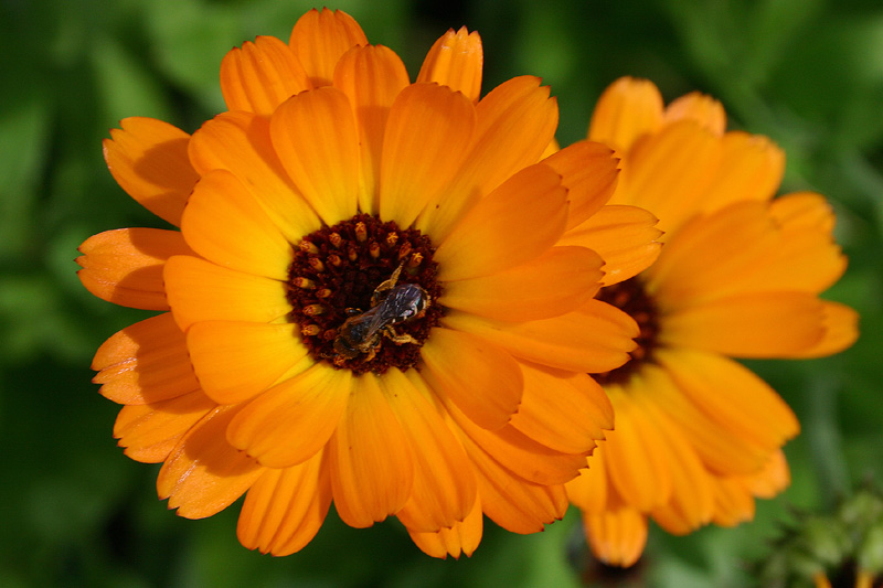 photo "***" tags: nature, macro and close-up, flowers