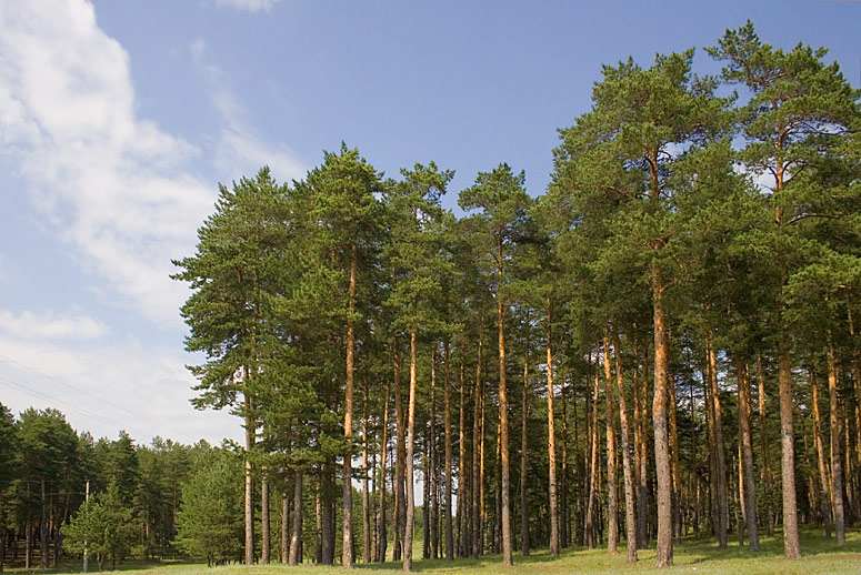 photo "***" tags: landscape, forest