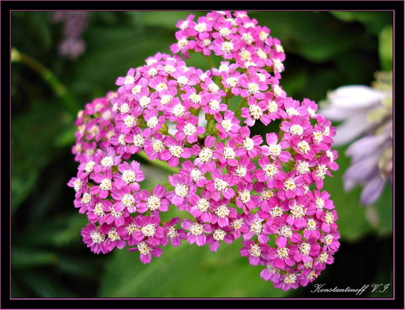 photo "***" tags: nature, flowers