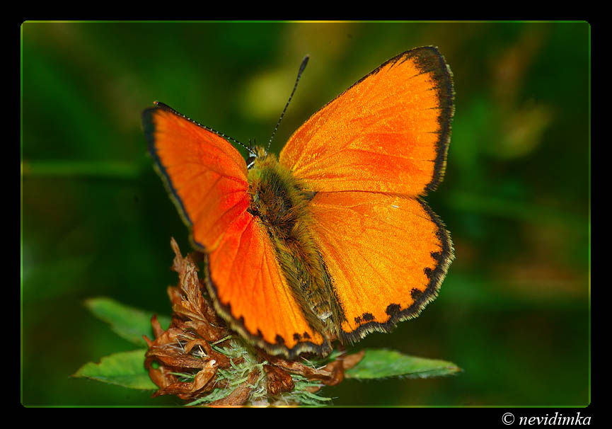 photo "danger" tags: nature, insect
