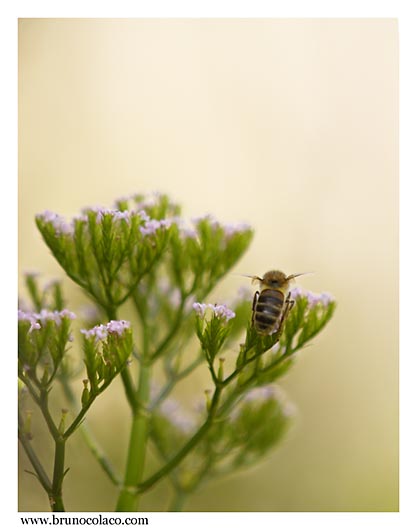 photo "Subtileza" tags: nature, insect