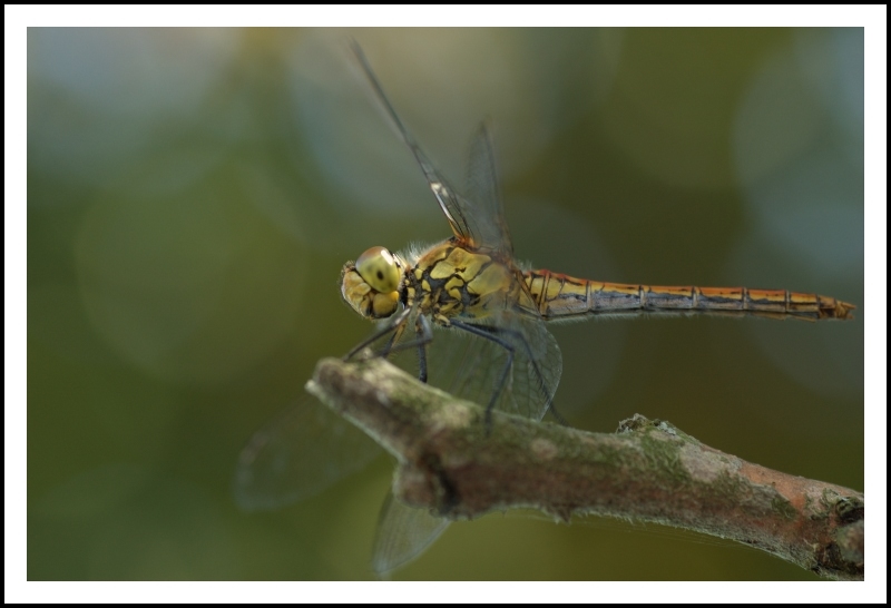 photo "1 second before take-off" tags: nature, macro and close-up, insect