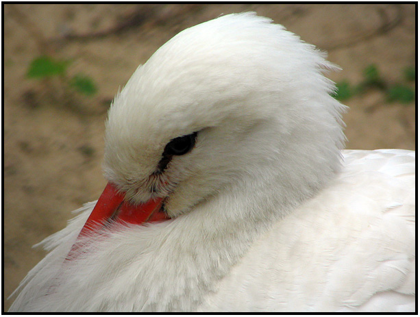 photo "White stork" tags: nature, wild animals