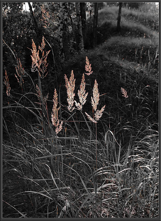 photo "Fire - a grass" tags: landscape, forest, summer
