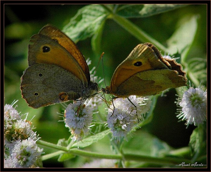 photo "are we family?" tags: nature, macro and close-up, insect