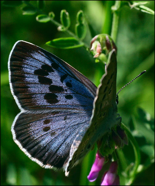 photo "Maculinea arion L." tags: nature, insect