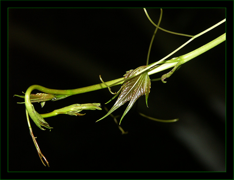 photo "Vine" tags: nature, flowers