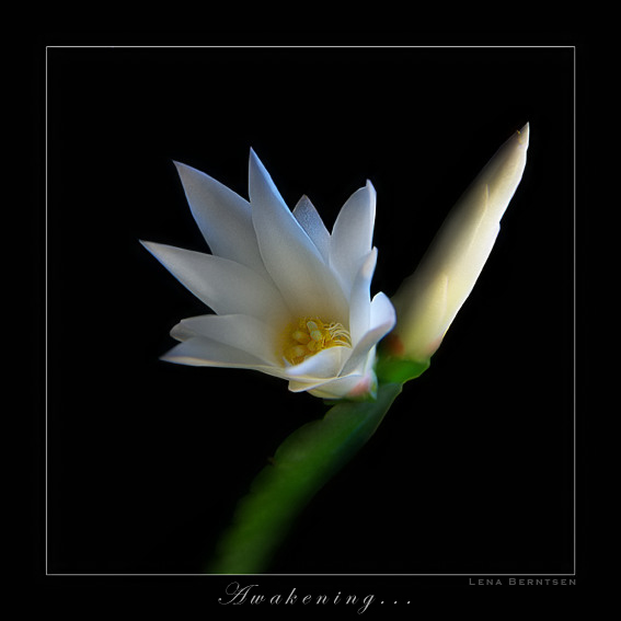 photo "Awakening" tags: macro and close-up, nature, flowers