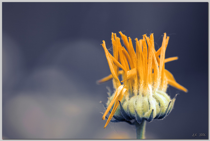 photo "***" tags: macro and close-up, nature, flowers